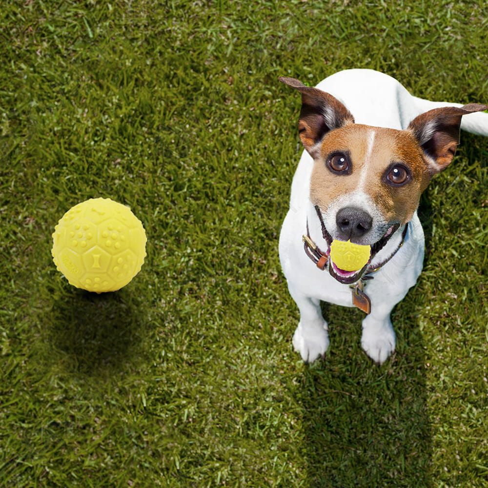 Hello Friends Musical Dog Ball Pack of 2 is made from soft, non-toxic rubber and features a built-in squeaky sound to keep pets engaged and active. Designed for puppies and small to medium dogs, these durable balls are ideal for chewing, fetch, training, and interactive play. Hello Friends Musical Dog Ball Pack of 2 is made from soft, non-toxic rubber and features a built-in squeaky sound to keep pets engaged and active. Designed for puppies and small to medium dogs, these durable balls are ideal for chewing, fetch, training, and interactive play.