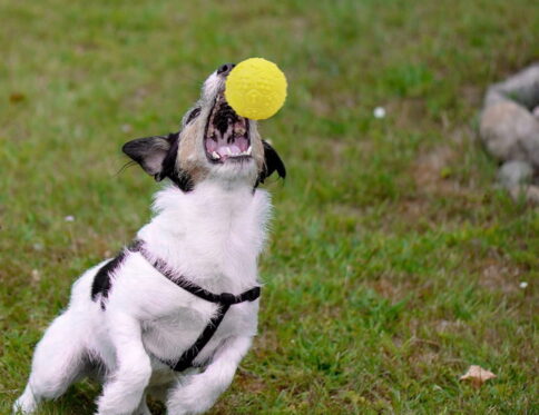 Hello Friends Musical Dog Ball Pack of 2 is made from soft, non-toxic rubber and features a built-in squeaky sound to keep pets engaged and active. Designed for puppies and small to medium dogs, these durable balls are ideal for chewing, fetch, training, and interactive play.