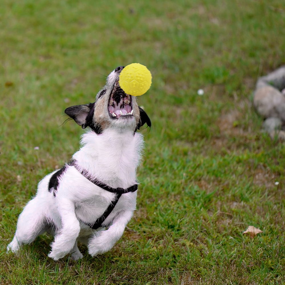 Hello Friends Musical Dog Ball Pack of 2 is made from soft, non-toxic rubber and features a built-in squeaky sound to keep pets engaged and active. Designed for puppies and small to medium dogs, these durable balls are ideal for chewing, fetch, training, and interactive play. Hello Friends Musical Dog Ball Pack of 2 is made from soft, non-toxic rubber and features a built-in squeaky sound to keep pets engaged and active. Designed for puppies and small to medium dogs, these durable balls are ideal for chewing, fetch, training, and interactive play.